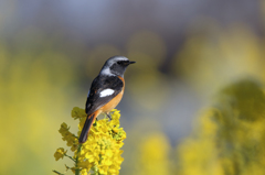 菜の花とジョウビタキ