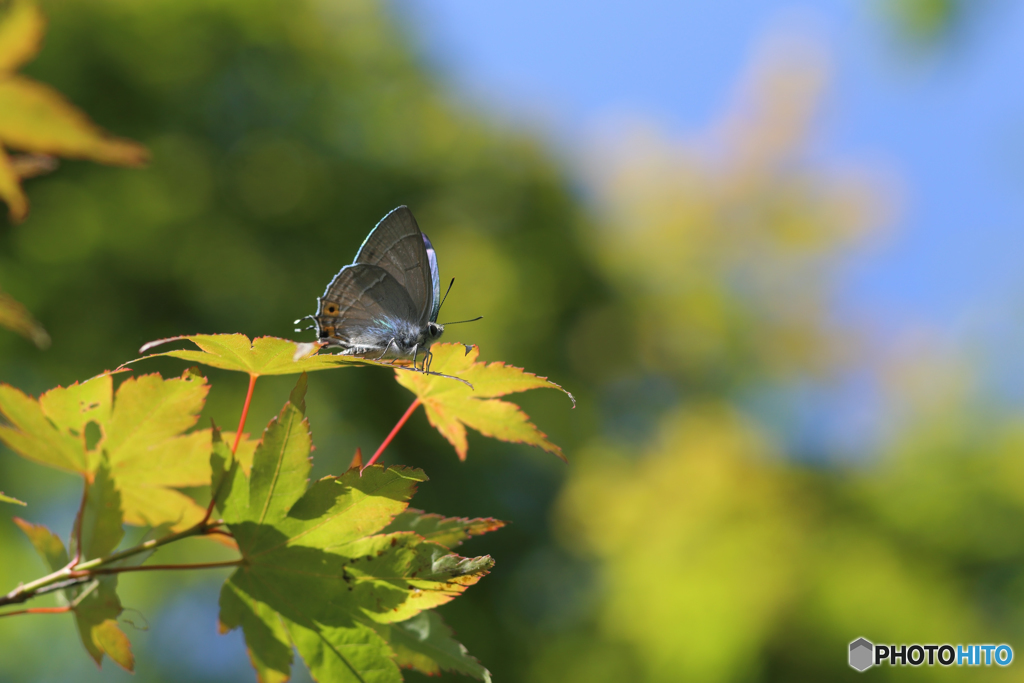 オオミドリシジミ