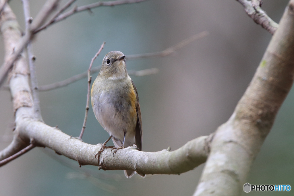 ルリビタキ（♀型）