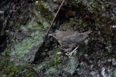 カワガラスの巣立ち雛