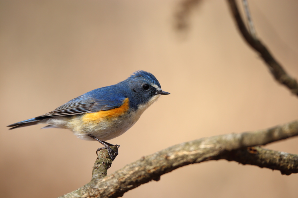 ルリビタキ（400mm F5.6）