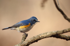 ルリビタキ（400mm F5.6）