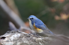 ルリビタキ ルリビタキ