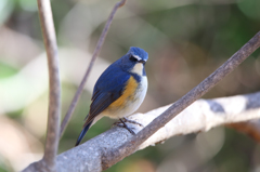 ルリビタキ（順光日影）