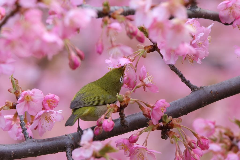 河津桜とメジロ