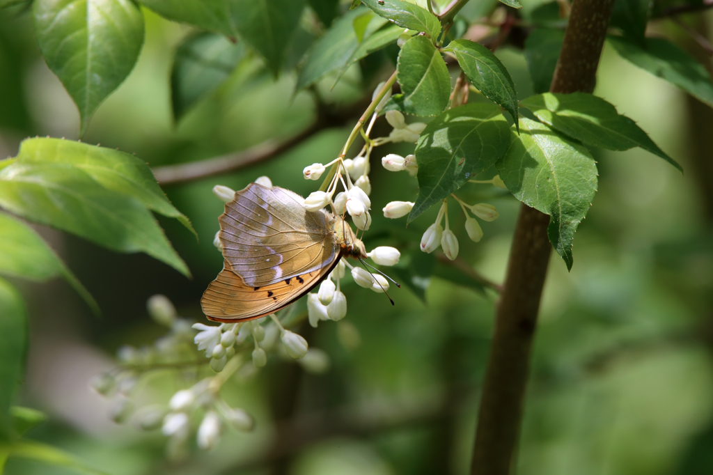 クモガタヒョウモン