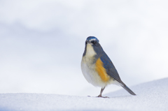 大雪とルリビタキ