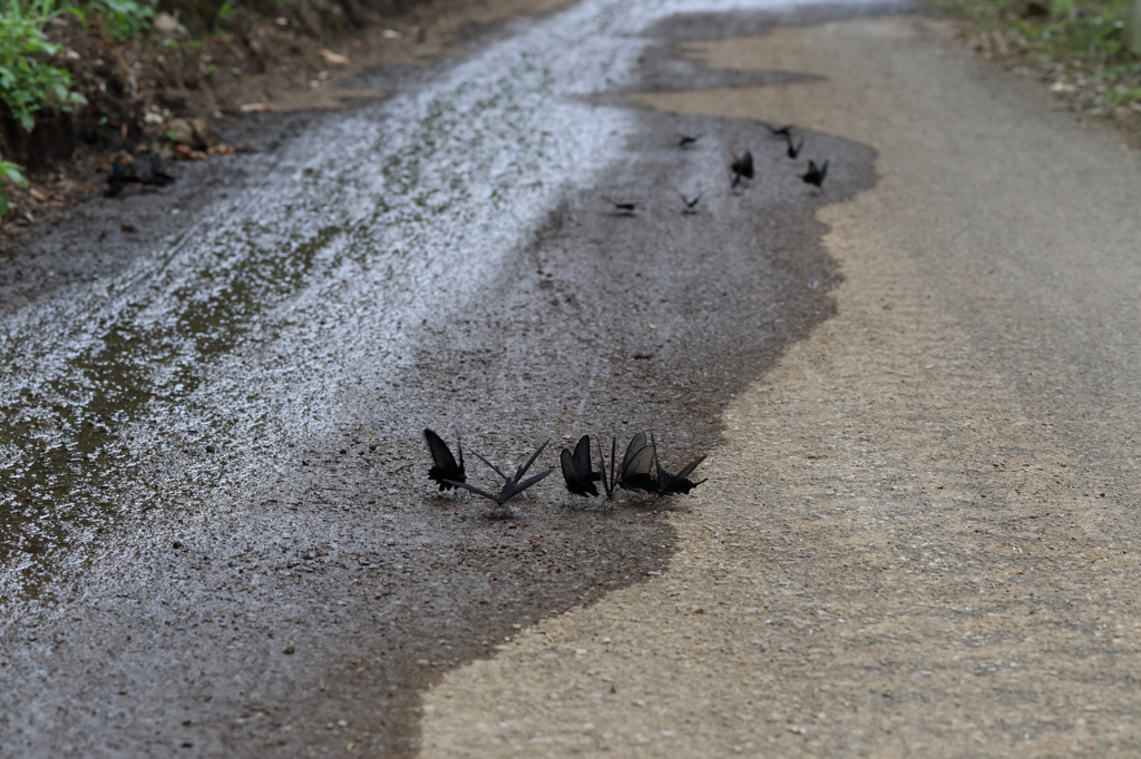カラスアゲハの集団