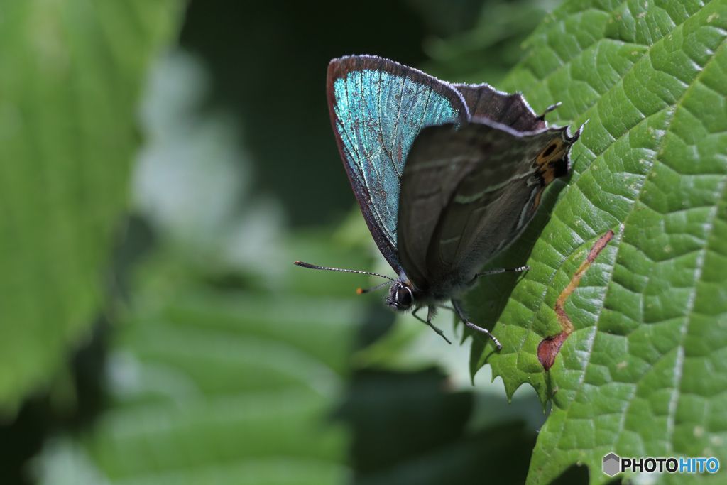 メスアカミドリシジミ