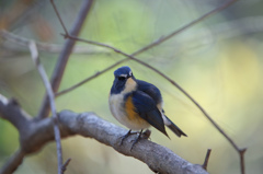 逆光のルリビタキ