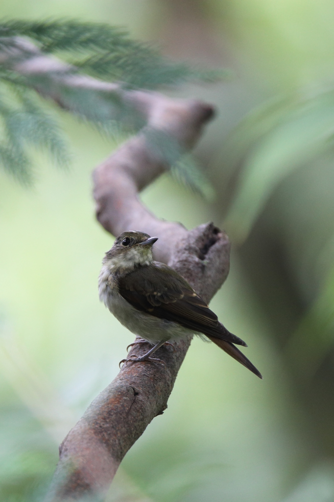 キビタキ（幼鳥）