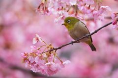 河津桜とメジロ