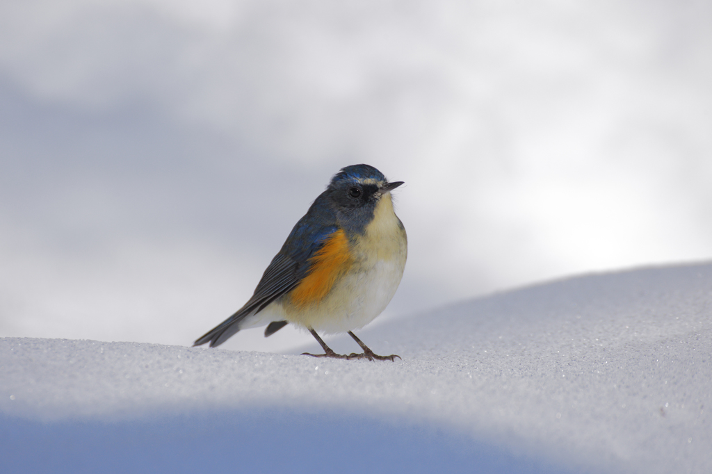 雪の日のルリビタキ 