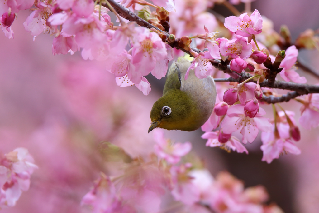 河津桜とメジロ