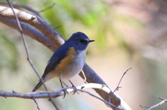 ルリビタキ