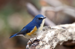 ルリビタキ（テレコン使用）