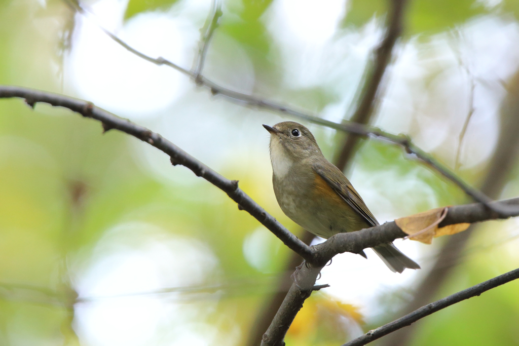 ルリビタキ（♀型）
