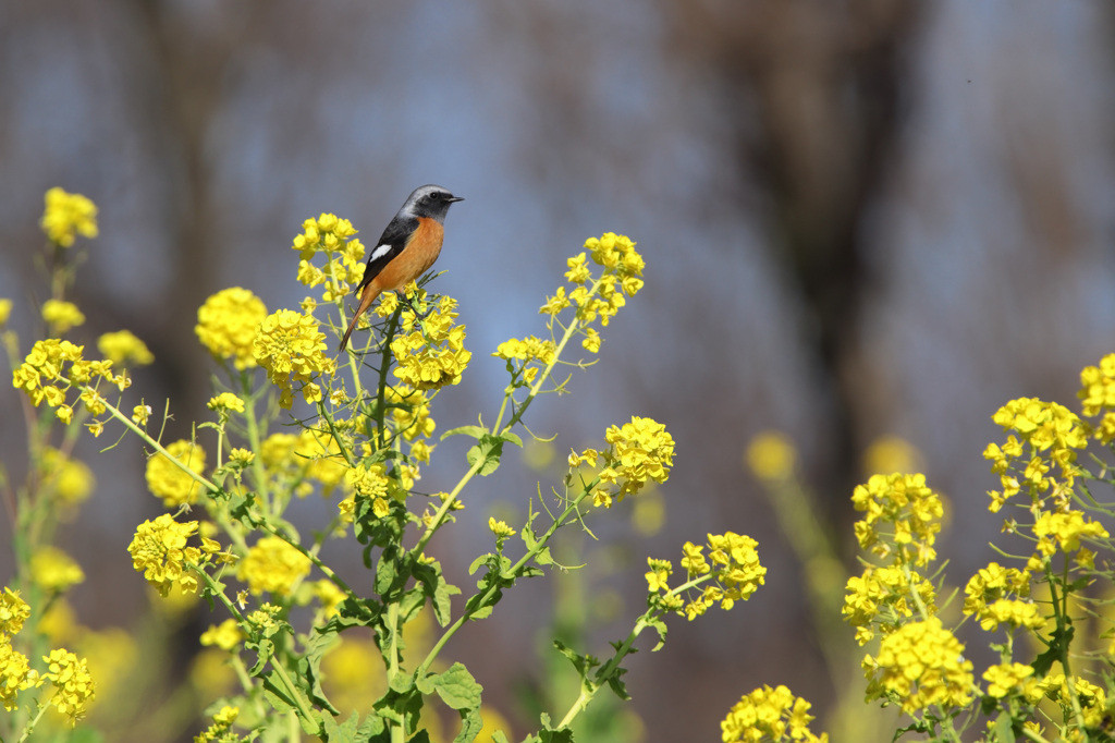 菜の花とジョウビタキ