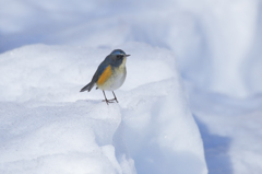 大雪とルリビタキ