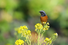菜の花とジョウビタキ