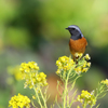 菜の花とジョウビタキ