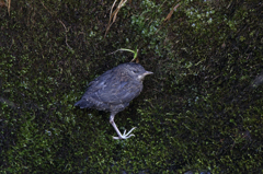 カワガラスの巣立ち雛