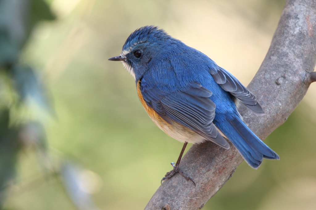 APS-C機でもルリビタキ