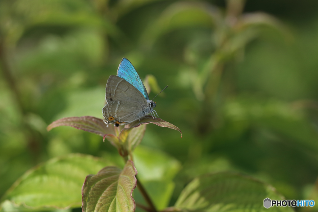 オオミドリシジミ