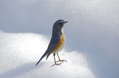 大雪とルリビタキ