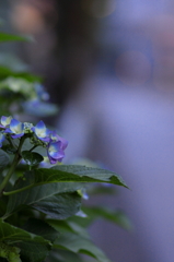 早朝の紫陽花（6）
