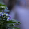 早朝の紫陽花（6）