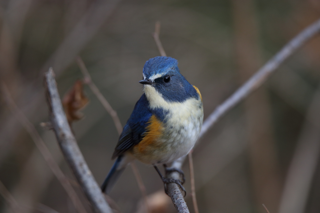 ノートリでルリビタキ（超解像版）