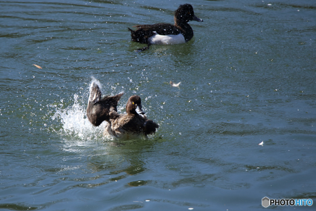 キンクロハジロ