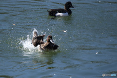 キンクロハジロ