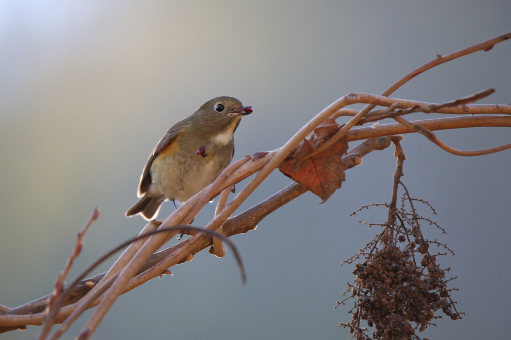 ルリビタキ♀型