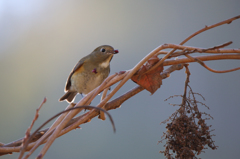 ルリビタキ♀型