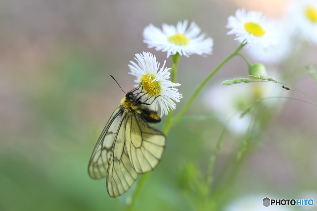 ウスバシロチョウ