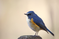 ルリビタキ（杭乗り）