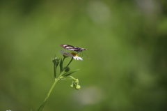 100-400（Ⅱ型）試し撮り