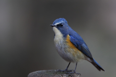 ルリビタキ（杭乗り）