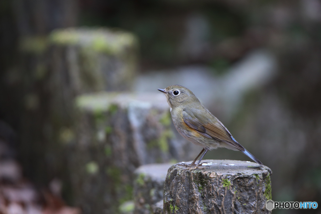 ルリビタキ（♀型）