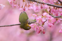 河津桜とメジロ