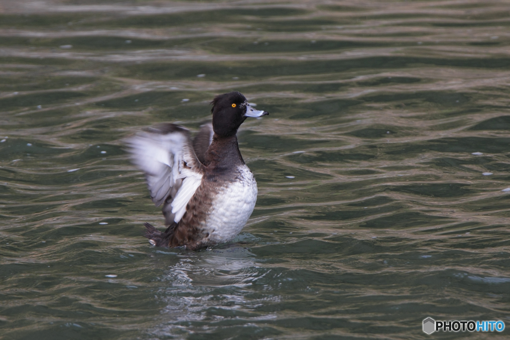 キンクロハジロ（♀）