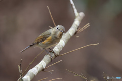 ルリビタキ（♀型）