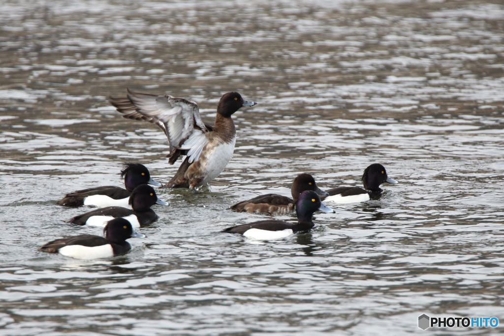 キンクロハジロ