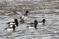 キンクロハジロ