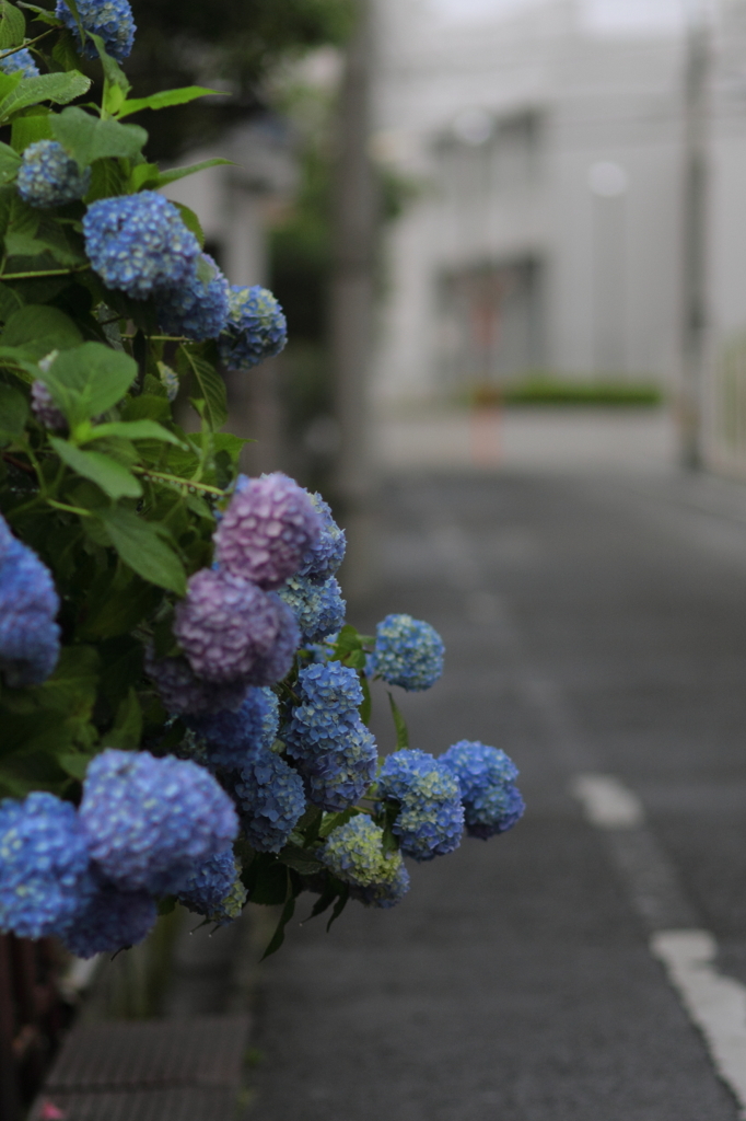 早朝の紫陽花（9）