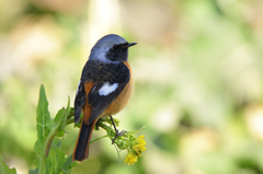 菜の花とジョウビタキ