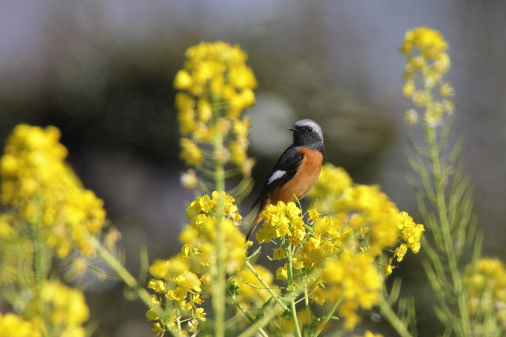菜の花とジョウビタキ