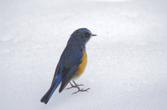 雪の日のルリビタキ 